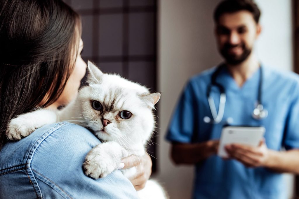 Doenças de animais domésticos - Mulher levando um gato ao veterinário